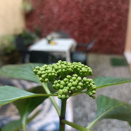 ルッカIl Giardino Segretoアパートメント エクステリア 写真